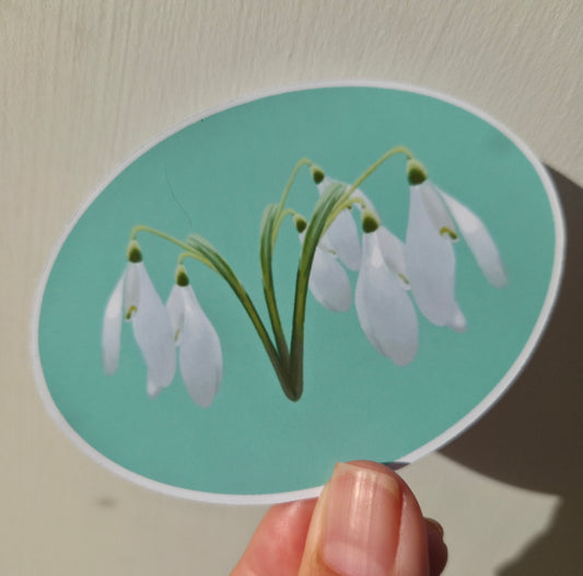 Illustrated White Snowdrop Sticker | Botanical Floral Art Sticker | Spring Flower Gift Sticker