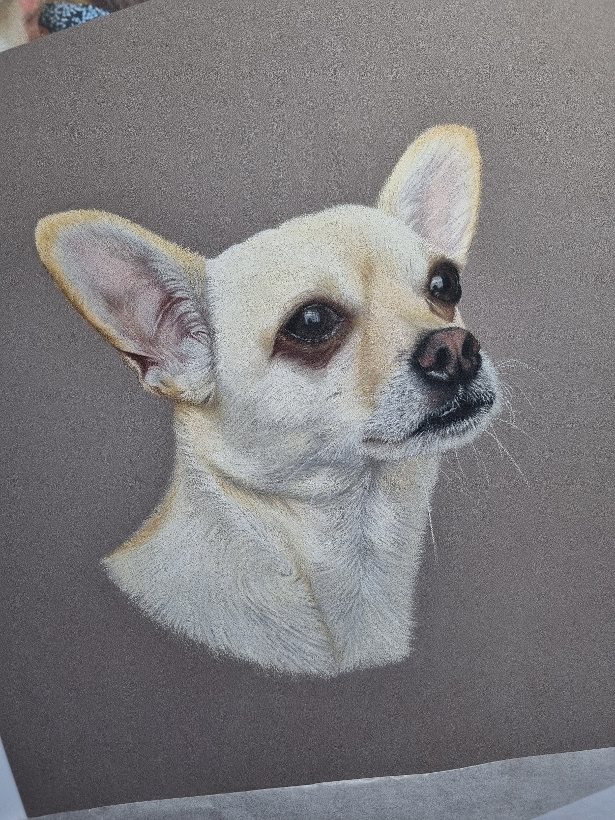 Custom Pet Portrait Hand Drawn in Colour Pencil – Head Study 8x8" Mounted to 12x12" | Personalised Dog Cat Portrait Gift