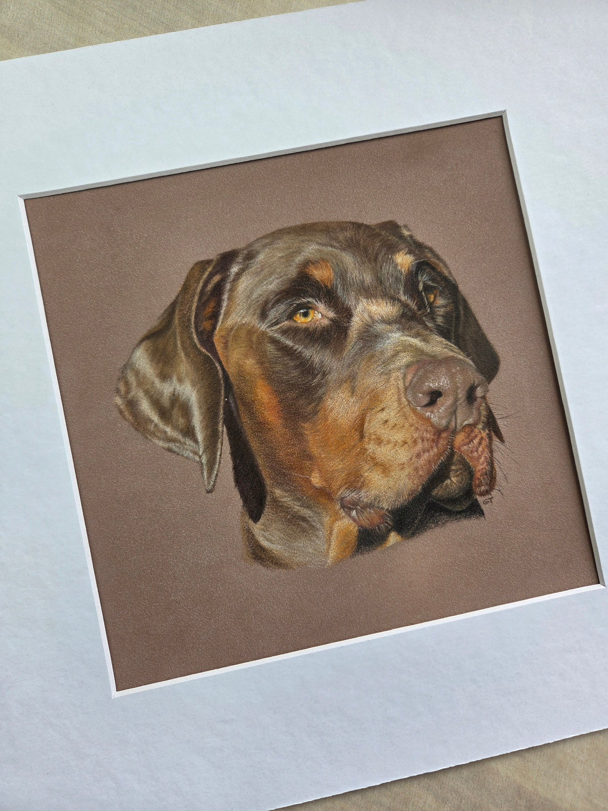 Custom Pet Portrait Hand Drawn in Colour Pencil – Head Study 8x8" Mounted to 12x12" | Personalised Dog Cat Portrait Gift