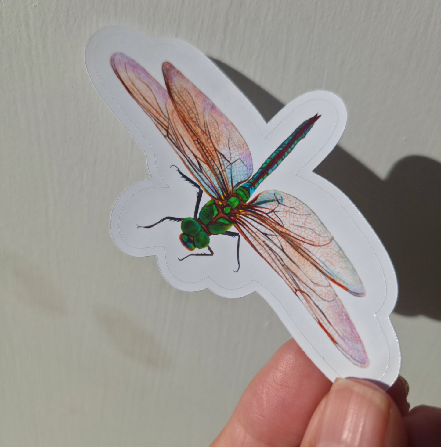 Handmade illustrated  Dragonfly Sticker | Hand-drawn (colour pencil)  Illustration Art Sticker