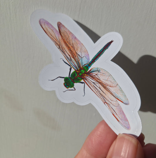 Handmade illustrated  Dragonfly Sticker | Hand-drawn (colour pencil)  Illustration Art Sticker