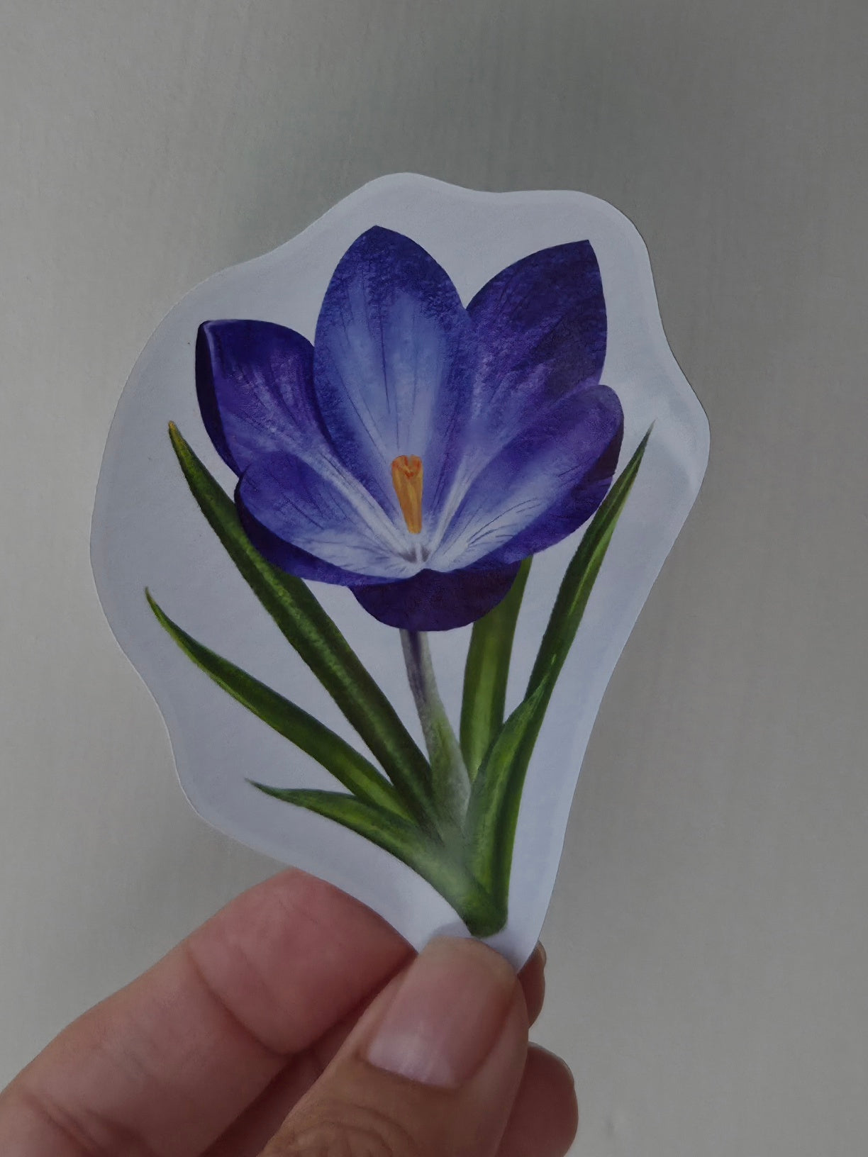 Illustrated Purple Crocus Sticker | Botanical Floral Art Sticker | Spring Flower Gift Sticker