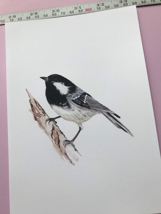 A5 hand painted Watercolour print  Coal Tit Print | Wildlife | Bird | wall art
